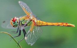 Tháng sinh Âm lịch của người nhiềui bạn, quan hệ rộng, cuộc đời không thiếu người nâng đỡ