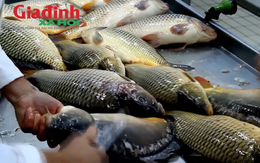 Loại cá sông quen thuộc ở chợ Việt được ví như 'ích mẫu hà tiêu', nhiều người chưa biết lý do