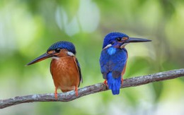 Hé lộ giờ sinh Âm lịch của người phụ nữ khéo léo, được nhiều người yêu mến