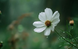 Số cuối ngày sinh Âm lịch hé lộ người có đường công danh sáng lạn