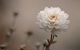 4 tháng sinh Âm lịch có lộc tích tài, càng về trung niên ví càng dày