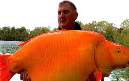 Cần thủ câu được con cá vàng "khổng lồ" 31kg