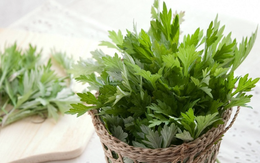 Ăn lá ngải cứu có tác dụng gì đối với phụ nữ và những lưu ý khi dùng để tránh ngộ độc