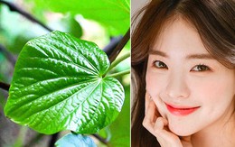 Bí quyết trị mụn bằng lá lốt hiệu quả bất ngờ