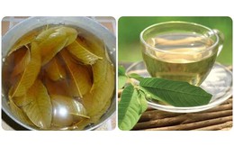 Uống nước lá ổi tươi có tác dụng gì? Cách uống thế nào cho đúng?