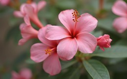 Tháng sinh Âm lịch của người có cuộc đời bình lặng nhưng 'thắng lớn' ở hậu vận