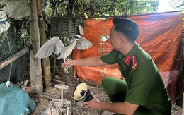 Kiểm tra đột xuất nhà dân, công an phát hiện nuôi, nhốt trái phép động vật hoang dã