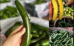 Loại bơ tí hon, có giá cao gấp 5 lần bơ thường nhưng vẫn được người tiêu dùng thi nhau đặt hàng