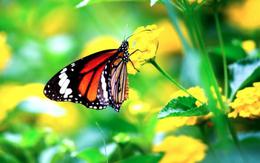 Ngày sinh Âm lịch của người được quý nhân hỗ trợ trên đường tài lộc