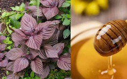 Làm đẹp bằng lá tía tô không phải ai cũng biết