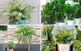 Tuổi Tuất muốn đổi vận, hãy trồng ngay loại cây này