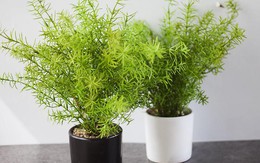 Muỗi 'chạy mất dép' với loại cây phong thủy siêu hợp trồng trong nhà