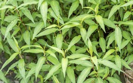 Mách bạn các loại cây gia vị siêu dễ trồng, vừa có rau sạch ăn lại đỡ tốn tiền đi chợ