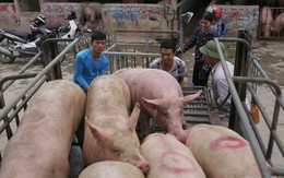 Hà Nội quyết tâm kiểm soát dịch bệnh từ động vật, gia cầm, ngăn chặn lây sang người theo tiếp cận 'Một sức khỏe'