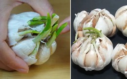 Tỏi mọc mầm xanh có ăn được không? Nhiều người vội vứt cả củ nhưng chuyên gia nói điều này