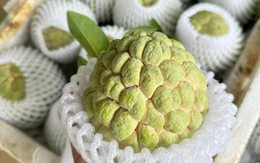 Loại na xưa để rụng đầy gốc nay giá đắt ngang hoa quả nhập khẩu, người tiêu dùng có tiền chưa chắc đã mua được 
