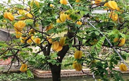 Lý do bất ngờ khiến những mệnh này nên trồng cây khế trong 4 tháng cuối năm 2026