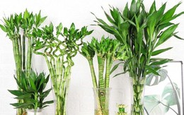 Lý do bàn thờ Thần tài đặt dưới đất và số lượng cây phát tài nên có trong tháng 7 âm
