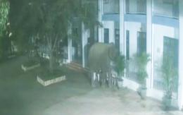 Voi rừng phá tường rào, xông vào trường học ở Sơn La