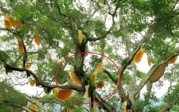 Nhìn lên cây sung cổ thụ, người dân sửng sốt chứng kiến cảnh tượng "nổi da gà"