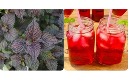 Loại lá "hồi sinh" người Nhật dùng uống mỗi ngày để bảo vệ tiêu hóa, đánh bay mệt mỏi