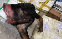Khởi tố người đàn ông vận chuyển 48,5kg sơn dương đến Sa Pa tìm mối tiêu thụ