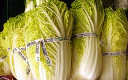 Xôn xao vụ cải thảo Trung Quốc nhúng hóa chất gây ung thư và cách để nhận biết cải thảo 'sạch' người nội trợ cần nắm rõ