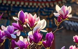 Giờ sinh Âm lịch của người hậu vận vượng, về già cực phú quý