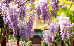 Tháng sinh Âm lịch của người có khí chất nổi bật, càng già càng giàu sang