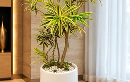 3 cây cảnh lá vàng vừa đẹp vừa hút tài lộc, được ví như 'cây mạ vàng' cho không gian sống