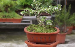 Loại cây phong thủy tỏa hương quanh năm, giúp trấn giữ long mạch được săn lùng