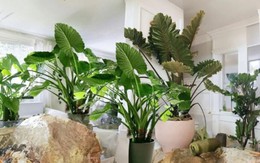 Cây xanh trong phong thủy được xem là yếu tố giúp trừ tà, hóa giải âm khí nhờ yếu tố này
