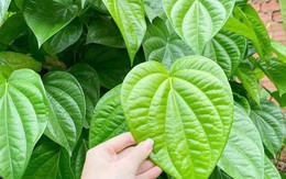 Tác dụng bất ngờ, ý nghĩa và cách bài trí cây trầu không trước nhà mang lại bình an không phải ai cũng biết