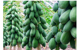 Muốn gia đạo hưng thịnh, trồng ngay loại cây này trước nhà, quả càng nhiều lộc càng to