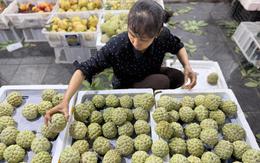 Loại na đặc sản mọc trên núi đá có gì đặc biệt mà được nhiều người tiêu dùng tìm mua đến vậy?