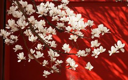 Ngày sinh Âm lịch của người trẻ tuổi đã thành công, hậu vận đủ đầy