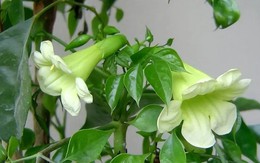Cây hạnh phúc nở hoa báo hiệu điều gì? Mệnh nào trồng để lộc đổ về nhà?