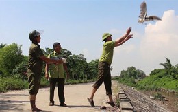Cận cảnh lội đồng gỡ 'thiên la địa võng' bẫy chim trời