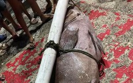 Ngư dân bắt được con cá mú khổng lồ nặng 130kg trên biển