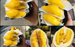 Sầu Musang King có gì đặc biệt mà được người tiêu dùng ví là ‘vua sầu riêng’?