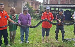 Bắt sống rắn hổ mang chúa khổng lồ nặng 20kg bò vào nhà dân