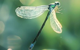 Giờ sinh Âm lịch của người khéo đối nhân xử thế, sự nghiệp thường có người giúp