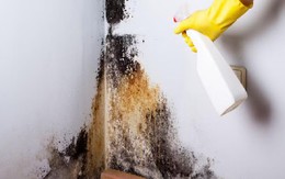 4 mẹo xử lý chống ẩm mốc tường, sàn nhà sau mưa vừa nhanh vừa đỡ tốn kém