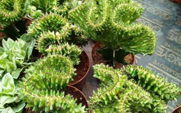 Trồng loại cây sang xịn này trước cửa nhà vừa giúp xua tà, 'chống trộm', được giới nhà giàu săn lùng