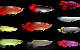 Loài cá phong thủy nuôi trong nhà giúp gia chủ có sự nghiệp thăng hoa, tài lộc nở rộ