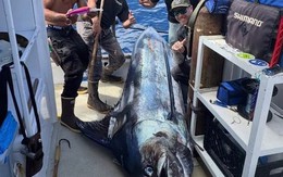 Ngư dân câu được con cá khổng lồ nặng 293 kg trên biển