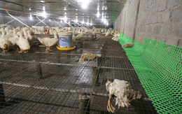 Hàng chục ngàn con gia cầm bị chết do mưa lũ, một chủ trang trại thiệt hại gần 10 tỷ đồng