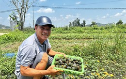 Làng nuôi ốc bươu đen thu hàng chục tỷ đồng mỗi năm ở Nghệ An