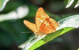 Số cuối ngày sinh Âm lịch của người càng sống càng có phúc, hậu vận dễ đủ đầy