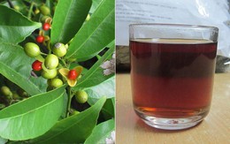 Uống lá xạ đen có tác dụng gì, nên uống khô hay tươi?